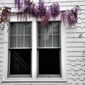 Cape Cod - detail
