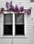 Cape Cod - detail