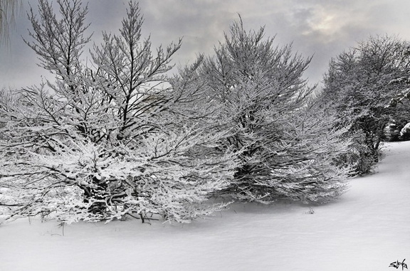 Winter