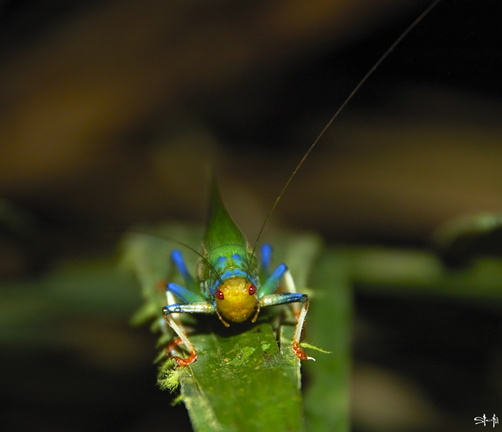 Crayola katydid