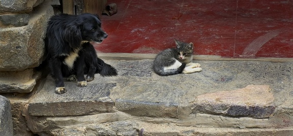 Friends
