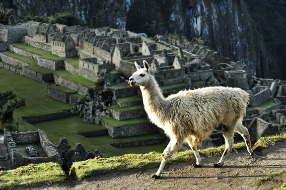 Llamas on MP