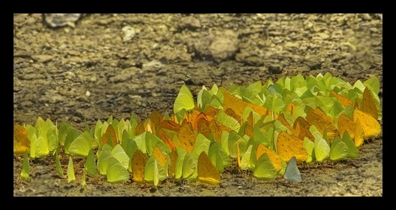 Lots of butterflies