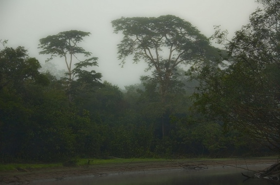 Tahuayo river early in the morning
