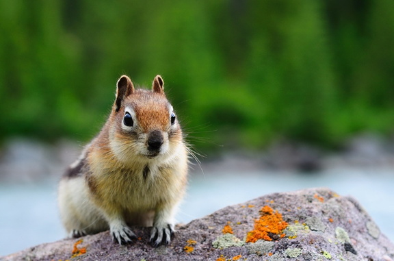Little critter