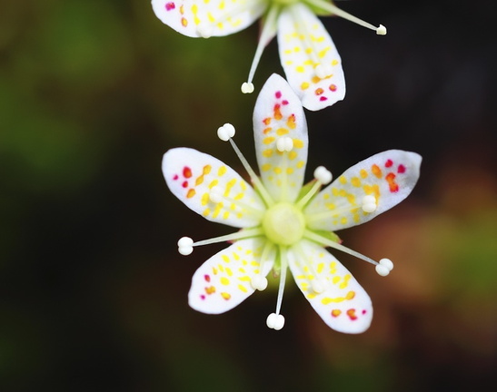 Moraine flower
