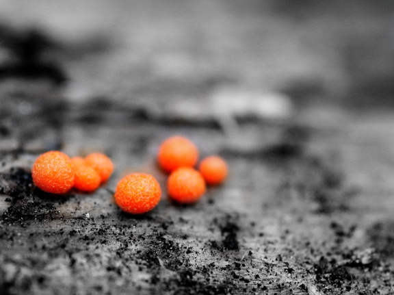 Orange fungi