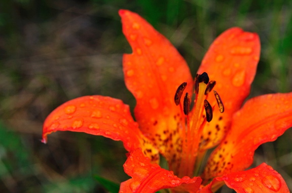 Wild lily