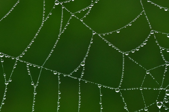 Spiderweb