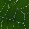 Spiderweb