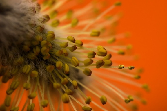 Spring Orange