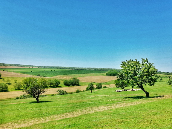 IMG 20200701 130313 edited