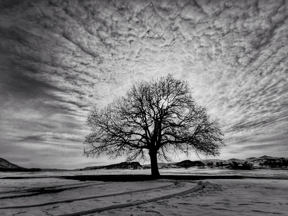 IMG 20210131 123650-02